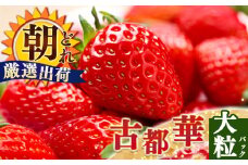 ジューシー  平群 の 古都華 いちご 4L or 5L サイズ（1種×2パック）苺屋小東 | 先行予約 フルーツ 果物 くだもの ブランド いちご 苺 古都華 ことか 大粒 甘い 大人気 満足 希少 希少品種 ストロベリー 美味しい 品種 特徴 糖度 1月 2月 発送 旬 送料無料 濃厚 香り 果汁 味わい深い お取り寄せ 産地直送 名産地 奈良県 平群 町