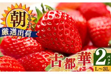 ジューシー  平群の古都華 いちご L ~ 3L サイズ から 2種 （2パック1ケース）計 2パック 苺屋小東 |先行予約 フルーツ 果物 くだもの ブランド いちご 苺 古都華 ことか 大粒 甘い 大人気 満足 希少 希少品種 ストロベリー 美味しい 品種 特徴 糖度 1月 2月 発送 旬 送料無料 濃厚 香り 果汁 味わい深い お取り寄せ 産地直送 名産地 奈良県 平群 町