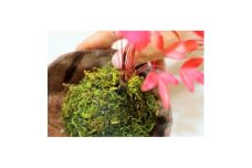 ＜和モダン＞インテリアにピッタリ!苔玉作り体験(2名様分)【1206109】