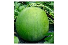 奈良県川西町産「かわにし今昔スイカ」【昔】約１２ｋｇ　（2025年7月中下旬以降随時発送予定）