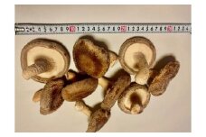 川西町産「生椎茸」　大判（８cm以上）の生椎茸500グラム入り