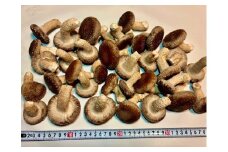 川西町産「生椎茸」　肉厚で足太の生椎茸1000グラム入り