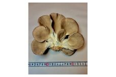 川西町産「あわび茸」　あわび茸150グラム