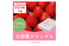 （冷蔵）【１月発送分】イチゴ 奈良県産高級ブランド品種「古都華」デラックス（270g×２パック） ／ 上田農園 苺 いちご 果物 フルーツ 甘い 奈良県 田原本町