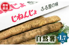 自然薯 カット状態 約1.7kg | とろろ 滋養強壮 健康食 御杖村 送料無料 期間限定 奈良県 御杖村 みつえむら