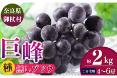 【ご自宅用】奈良みつえのたねなし巨峰 約2kg（4～6房） |  ぶどう 巨峰 フルーツ 果物 たねなし 種無 冷蔵 甘い 手土産 数量限定 期間限定 2025年度配送分 奈良県 御杖村 みつえむら