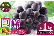 【ご自宅用】奈良みつえのたねなし巨峰 約1kg（2～3房） |  ぶどう 巨峰 フルーツ 果物 たねなし 種無 冷蔵 甘い 手土産 数量限定 期間限定 2025年度配送分 奈良県 御杖村 みつえむら