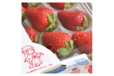 朝摘み!ふるさと納税上牧町　奈良県高級ブランド苺「古都華」250g×2パック(2L以上)【1328296】