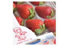 朝摘み!ふるさと納税上牧町　奈良県高級ブランド苺「古都華」250g×4パック(2L以上)※2ケース【1457225】