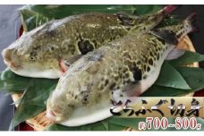 国産とらふぐ1匹（てっちり鍋4人前）