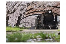 アートパネル　汽車と桜
