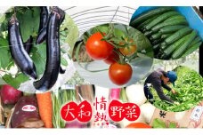 大和情熱野菜の玉手箱 ///旬 野菜 季節 セット 詰合せ 厳選 春 夏 秋 冬 直送 農家 無農薬 奈良県 広陵町