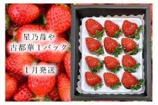 先行予約 奈良県のいちご古都華1パック 2026年1月発送 オリジナル贈答用箱入り // /苺 いちご イチゴ 古都華 奈良 奈良県 広陵町 生産者直送 直送 厳選 数量限定 旬 フルーツ 甘い 完熟 果物