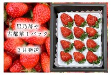【先行予約】【古都華】1パック 2026年3月発送 オリジナル贈答用箱入り // /苺 いちご イチゴ 古都華 奈良 奈良県 広陵町 生産者直送 直送 厳選 数量限定 旬 フルーツ 甘い 完熟 果物