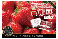 定期便 先行予約 数量限定 古都華 【12・1・2・3・4月発送5ヶ月定期便】奈良県特産 高級ブランドいちご「古都華」旬の５ヶ月定期便 // いちご イチゴ 古都華 フルーツ 果物 旬 限定  ブランド 定期便  朝採り 完熟 いちご ことか イチゴ 先行予約