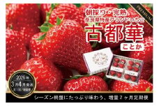 定期便 先行予約 数量限定 古都華 3・4月増量発送 各4パック、計8パック発送 奈良県特産 高級ブランドいちご「古都華」の２ヶ月定期便