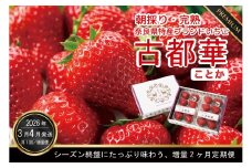定期便 先行予約 数量限定 古都華 3・4月増量発送 各4パック、計8パック発送 奈良県特産 高級ブランドいちご「古都華」の２ヶ月定期便 // いちご イチゴ 古都華 フルーツ 果物 旬 限定 ブランド 定期便 贈答用 ギフト 化粧箱