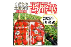 【2026年3月発送】こだわりの土耕栽培 奈良県産いちご【古都華】農家直送!2パック入り