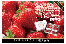 先行予約 数量限定 朝採り 古都華 完熟 12月より順次発送奈良県特産 朝採り高級ブランドいちご「古都華」 // いちご イチゴ 古都華 フルーツ 果物 旬 限定  ブランド 朝採り 完熟 いちご ことか イチゴ 先行予約 古都華 数量限定 古都華 甘い 先行受付 予約