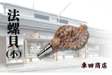 法螺貝（小）《車田商店》