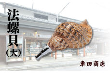 法螺貝（大）《車田商店》