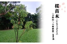 桜苗木（シロヤマザクラ）1本（吉野山への桜植樹）