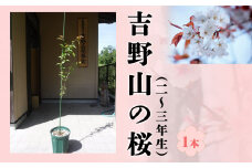吉野山の桜の苗木　１本（二～三年生）移植に最適な11月～2月に発送