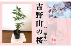 吉野山の桜の苗木 1本（一年生）　移植に最適な11月～2月に発送