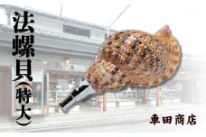 法螺貝（特大）《車田商店》