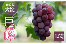  W01 巨峰 約1.5kg （２～３房） | ※8月下旬より発送 果物 くだもの フルーツ ぶどう 葡萄 奈良県 吉野 大淀町