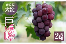  W02 巨峰 約２kg （３～４房） | ※8月下旬より発送 果物 くだもの フルーツ ぶどう 葡萄 奈良県 吉野 大淀町