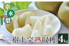X7 幸水 梨 約4kg 7～10個 3L～5Lサイズ | 果物 くだもの フルーツ 梨 なし 期間限定 産地直送 奈良県 大淀町 メディアで紹介