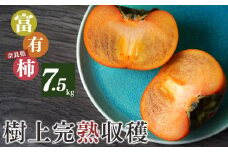 X2 富有柿 7.5kg 24～28個入り M箱 | 果物 くだもの フルーツ 柿 かき 期間限定 産地直送 奈良県 大淀町 メディアで紹介