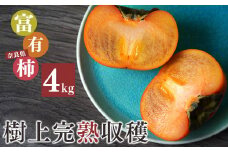 X1 富有柿 4kg 12～14個入り S箱 | 果物 くだもの フルーツ 柿 かき 期間限定 産地直送 奈良県 大淀町 メディアで紹介