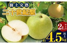 S3 奈良県産二十世紀梨 完熟果物 期間限定 産地直送 大淀町 2Lサイズ 平箱 4.5kg以上 14玉  | 果物 くだもの フルーツ 梨 期間限定 産地直送 奈良県 大淀町 万福農園