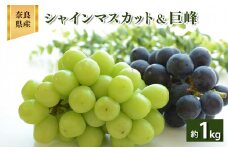 W03 シャインマスカット & 巨峰 約1.0kg 2房 | ※8月下旬より発送 果物 くだもの フルーツ ぶどう 葡萄 1キロ 1kg 1房ずつ 奈良県 吉野 大淀町 マスカット 食べ比べ