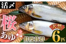 AE1 天然桜鮎 6匹 | ※8月発送 アユ 活あゆ 香魚 清流の女王 期間限定 吉野川 奈良県 大淀