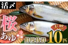 AE2 天然桜鮎 10匹 | ※8月以降順次発送 アユ 活あゆ 香魚 清流の女王 期間限定 吉野川 奈良県 大淀