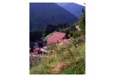 山・家の手入れ