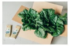 2025年1月～発送 下北春まな500gとそうめん2袋 奈良県 大和の伝統野菜に指定!  下北春まな 素麺 そうめん 三輪素麺