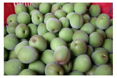 和歌山産 南高梅 青梅 秀品 5kg【ヤマタ大谷商店】