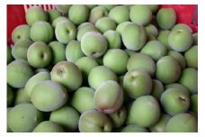 和歌山産 南高梅 青梅 秀品 5kg【ヤマタ大谷商店】