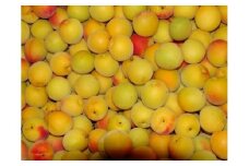 和歌山産 南高梅 完熟梅 秀品 5kg【ヤマタ大谷商店】