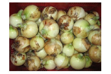和歌山産 玉葱 大玉 20kg