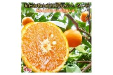 初夏のみかん なつみ 5kg［先行予約］［2026年4月中旬より発送］［UT57］