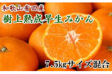 【取扱終了】紀州有田産早生みかんの樹上熟成みかん7.5kg（サイズ混合・秀品）
