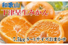 【産直】下津早生みかん7.5kg（S～Lサイズおまかせ）
