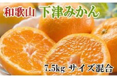 【産直】和歌山下津みかん約7.5kg(サイズ混合) ★2023年11月中旬頃より順次発送