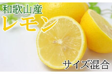 【産直】和歌山産レモン約3kg（サイズ混合）★2025年3月中旬頃より順次発送【TM150】