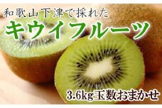 和歌山の下津で採れたキウイフルーツ約3.6kg（玉数おまかせ・秀品）★2026年１月中旬頃より順次発送［TM111］
